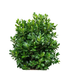 Lush Green Foliage with Dense Leaves in Natural Sunny Environment for Landscape Design