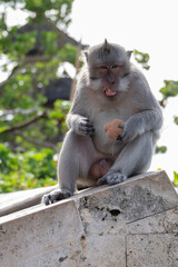 Long-tailed macaque, macaca fascicularis, monkey on over Indian Ocean in Uluwatu Temple, Bali, Indonesia.