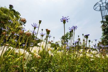 Obraz premium 空を仰ぐブルーデイジーの花たち