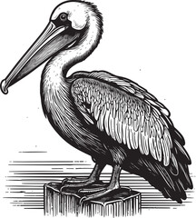 Pelican bird vector illustration