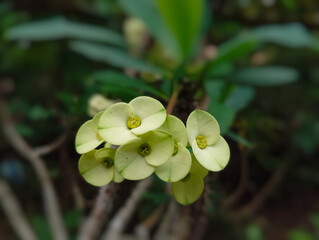 close up of yellow flower with the name euphorbia milii