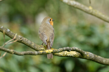 European robin (Erithacus rubecula) sitting on a tree branch in Zurich, Switzerland