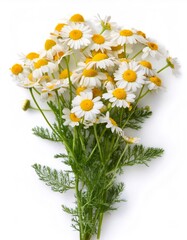 Feverfew or Tanacetum parthenium flowers with green leaves forming a bouquet laying on a white background, perfect for health, beauty and wellness concepts