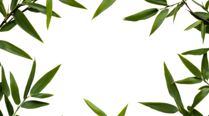 Bamboo leaves frame on black background, cut out transparent