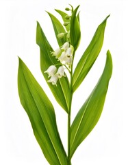 Fototapeta premium Delicate white Solomon's seal blossoming, pristine green foliage highlighting graceful botanical details against crisp white background