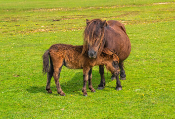 Shetland ponies mother and foal New Forest National Park Hampshire England Uk
