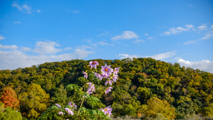秋空の下に咲く皇帝ダリア