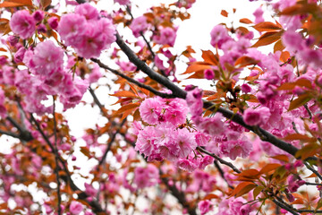 Prunus serrulata Kanzan with pink flowers, Japanese cherry blossoms