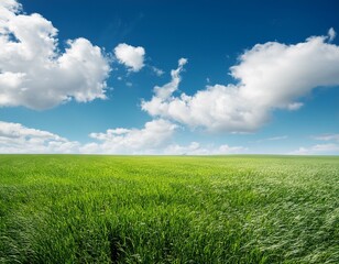Obraz premium field of green grass with white clouds 