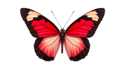 Butterfly with red wings, elegance and beauty of flying insect, cut out transparent