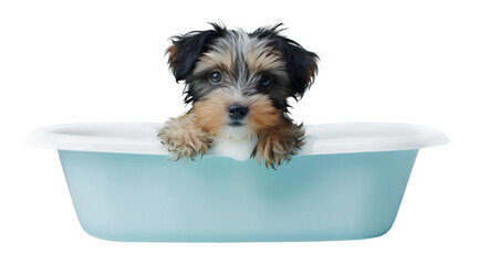 Cute Biewer Terrier dog in a bath with foam, isolated on transparent background, cute pet concept, realistic illustration, generative ai
