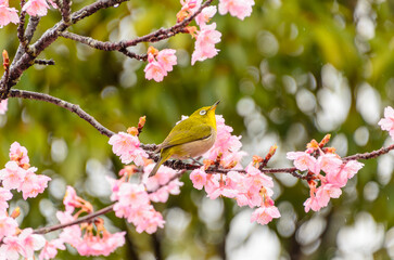 桜の枝にとまるメジロ