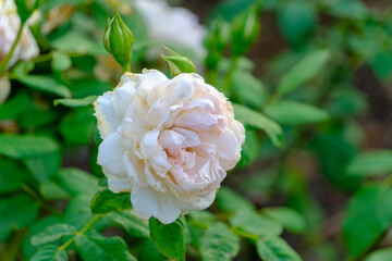 白いバラのクローズアップ