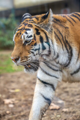 Fototapeta premium Siberian Tiger