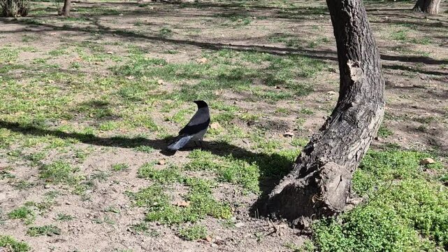 Crow on the grass