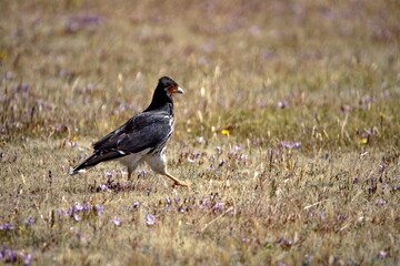 Carunculated caracara (Phalcoboenus carunculatus) in a field in Cotopaxi National Park, Ecuador