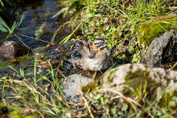 Rufous-collared sparrow (Zonotrichia capensis) bathing in a stream at a high altitude lodge on the edge of Cotopaxi National Park, Ecuador