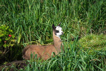 Baby llama lying in the grass at a high altitude lodge on the edge of Cotopaxi National Park, Ecuador