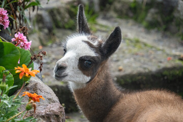 Close up of a baby llama at a high altitude lodge on the edge of Cotopaxi National Park, Ecuador