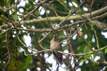Tyrian metaltail (Metallura tyrianthina) hummingbird perched in a tree at a high altitude lodge on the edge of Cotopaxi National Park, Ecuador