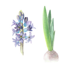 Hyacinth violet flower and bulb isolated white background. Watercolor hand drawn realistic botanic sketch illustration. Art design beauty wedding invitation, greeting card easter decoration graphic.