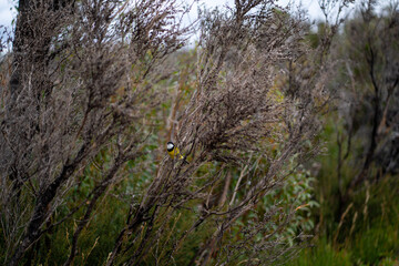 Small bird perched in dense dry scrub with green undergrowth