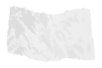 sheet of paper on a transparent background with a shadow of tree leaves