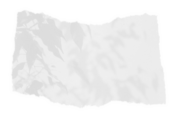 sheet of paper on a transparent background with a shadow of tree leaves