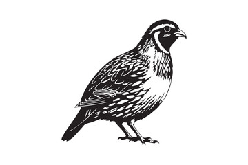 Quail Silhouette Vector Bird Clipart Wildlife Illustration 