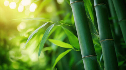 A close-up of solid green bamboo with a natural background of lush greenery and soft sunlight filtering through the leaves,A calm, natural backdrop featuring solid green bamboo stalks, the texture of 