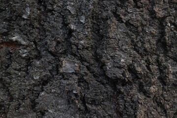 Macro photo of tree bark texture, brown color. Wooden surface. Texture close up. Natural background.