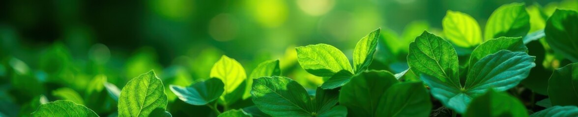 Dense emerald foliage, sunlight dappled, rich tones, nature, backdrop