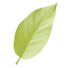 Green Leaf Texture, Realistic Veins, Transparent Background.