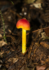 Red and yellow Hygrocybe mushroom (Waxcap) in Sao Francisco de Paula, South of Brazil