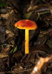 Red and yellow Hygrocybe mushroom (Waxcap) in Sao Francisco de Paula, South of Brazil