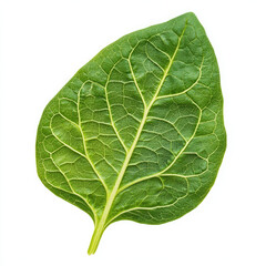 A vibrant green leaf showcasing intricate vein patterns against a stark white background.