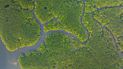 Aerial view of mangrove forest and delta river with meandering canals cutting through. Mangrove canals are waterways from fishing villages to the sea in Phang Nga. Nature designed the mangrove art.