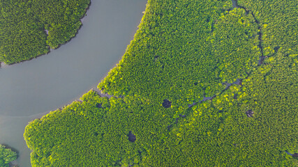 Aerial view of mangrove forest and delta river with meandering canals cutting through. Mangrove...