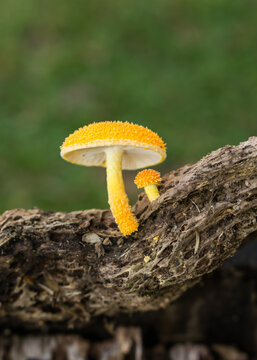 Golden-scruffy collybia (Cyptotrama asprata) mushroom in Sao Francisco de Paula, South of Brazil