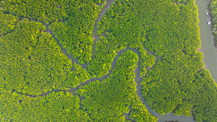 Fototapeta premium Aerial view of mangrove forest and delta river with meandering canals cutting through. Mangrove canals are waterways from fishing villages to the sea in Phang Nga. Nature designed the mangrove art.