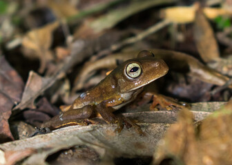 Gladiator Tree Frog (Boana sp.) in Sao Francisco de Paula, South of Brazil