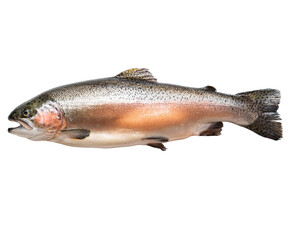 Naklejka premium truite arc en ciel