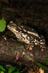 Rhinella icterica aka Yellow Cururu Toad in Sao Francisco de Paula, South of Brazil