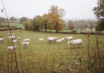 sheep grazing in a field