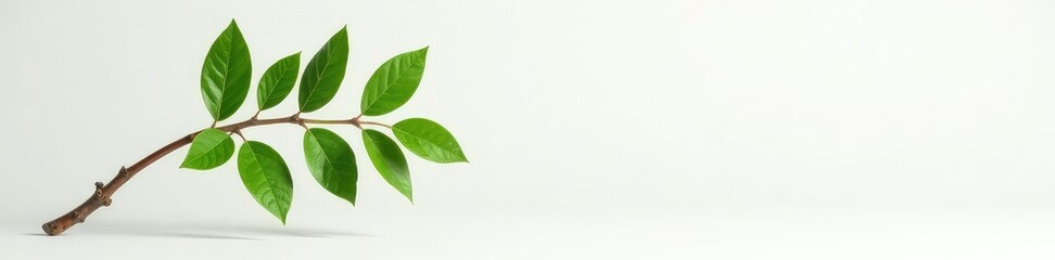 Fototapeta premium A single branch on a white surface with green leaves, tree, green leaves, wood