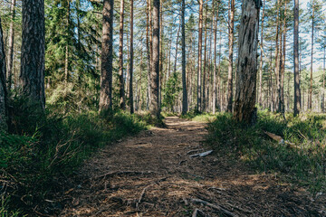 Peaceful forest path through tall pine trees in natural sunlight, serene woodland scene for hiking, mindfulness and eco tourism themes