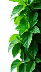 Obraz premium dense green leaves isolated on white background, foliage, green, botanical