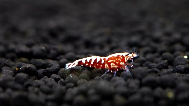 Red galaxy pinto shrimp on black soil closeup