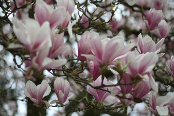 Obraz premium close-up of magnolia, botanical magnolia liliiflora,