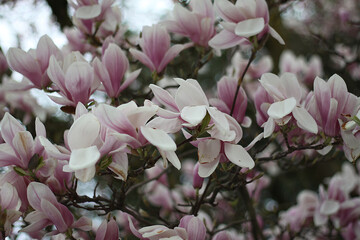 close-up of magnolia, botanical magnolia liliiflora,